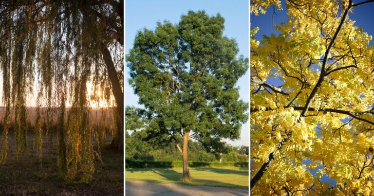 Why These 20 Trees Don’t Belong in Your Yard