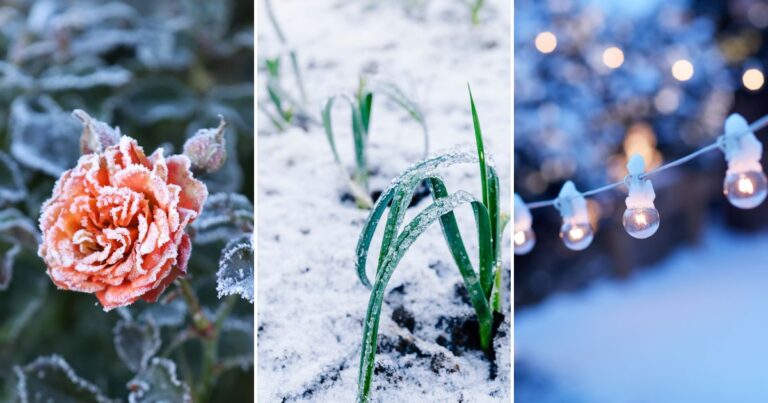 Why Winter Gardens Triumph Over Summer: 7 Compelling Reasons