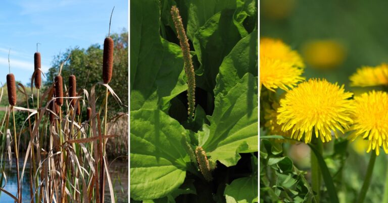 22 Wild Edibles You Can Forage Right in Your Neighborhood