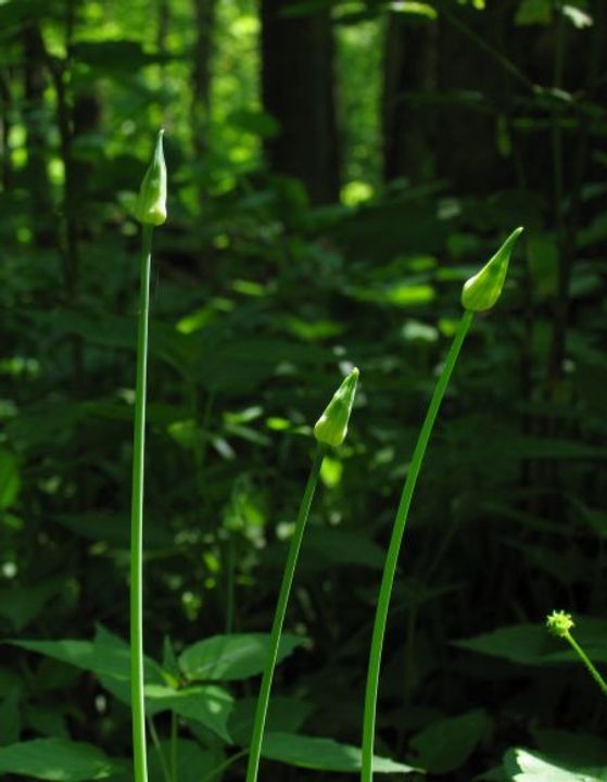 Wild Garlic