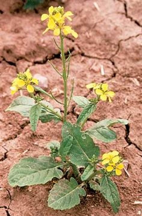 Wild Mustard