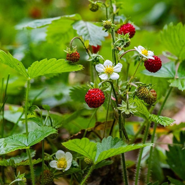 Wild Strawberries