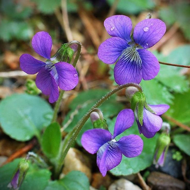 Wild Violets