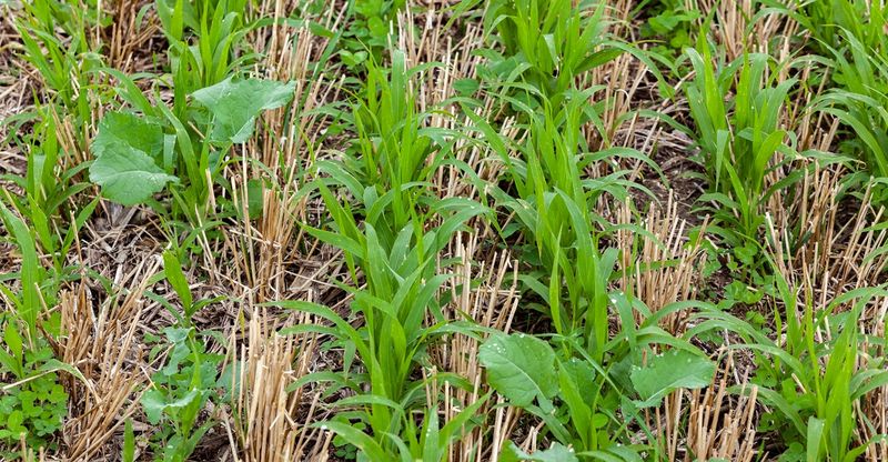 Winter Cover Crops