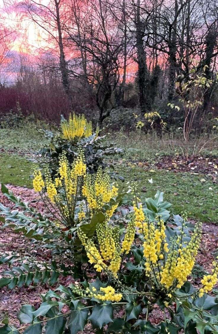 Winter Foliage