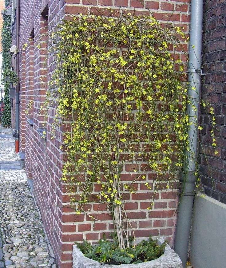 Winter Jasmine