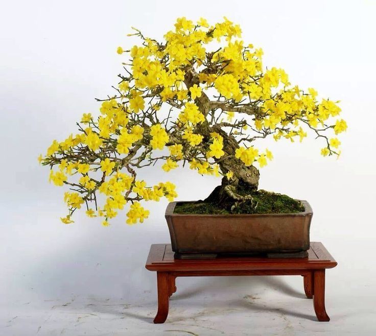 Winter Jasmine