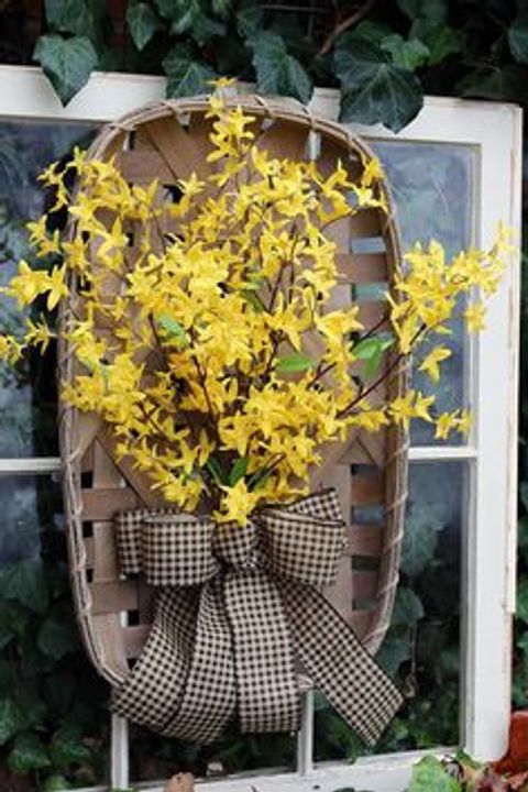 Winter Jasmine