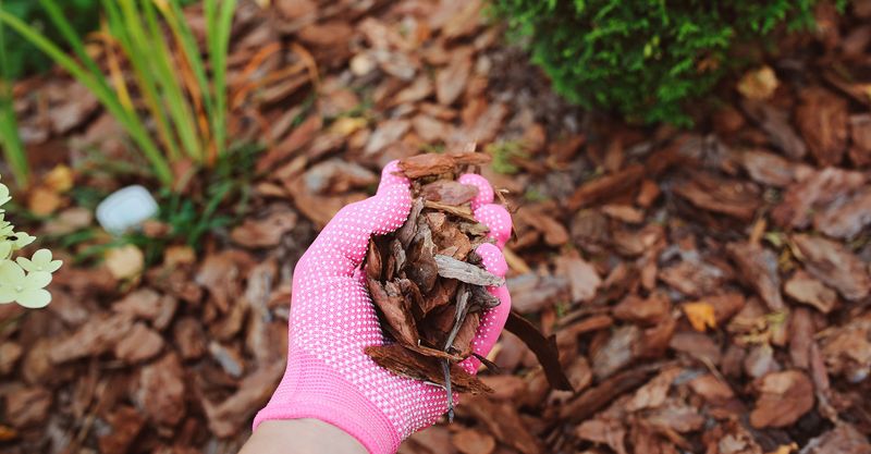 Winter Mulching