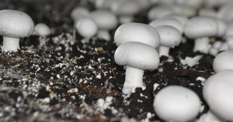 Winter Mushrooms Indoors: 9 Easy Tips