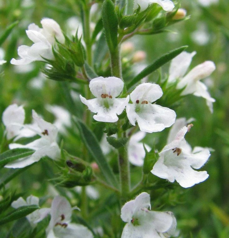 Winter Savory