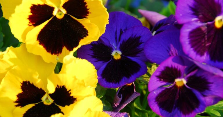 Winter Wonderland in Pots: Top 18 Flower Picks for the Season