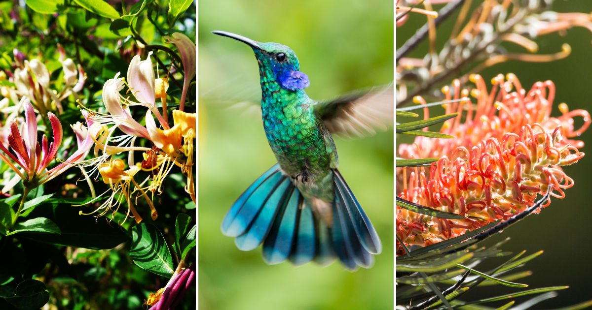 Winter Wonders: Trees That Continue to Attract Hummingbirds Even in Cold Months