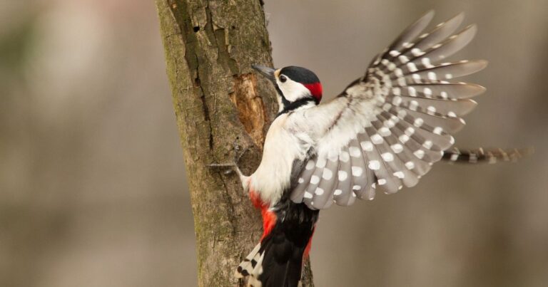 Winter Woodpecker Care: Save Them This Season