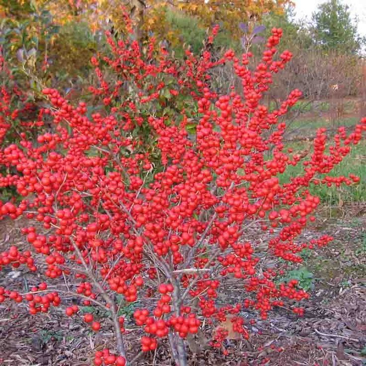 Winterberry