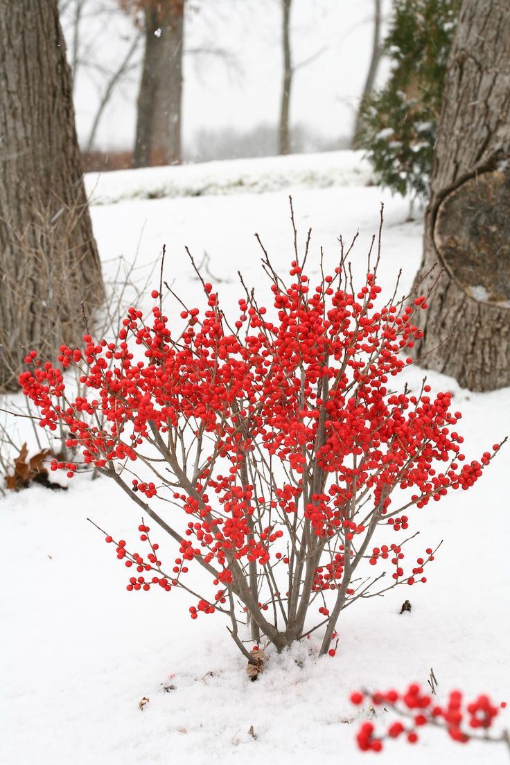 Winterberry (Ilex verticillata)