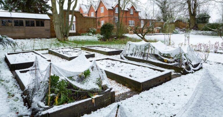 Winterizing Your Vegetable Garden: Essential Steps for a Healthy Spring