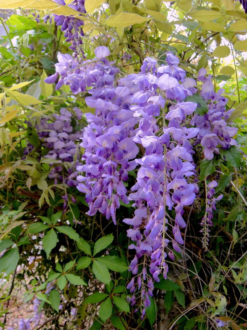 Wisteria