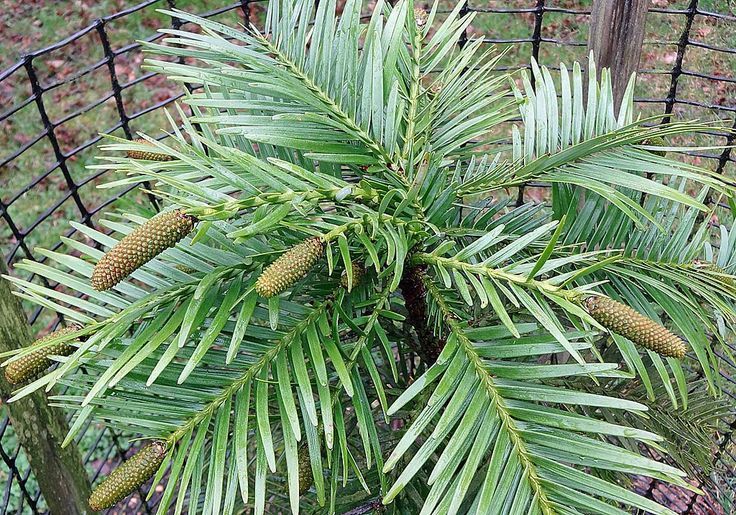 Wollemi Pine (Wollemia nobilis)