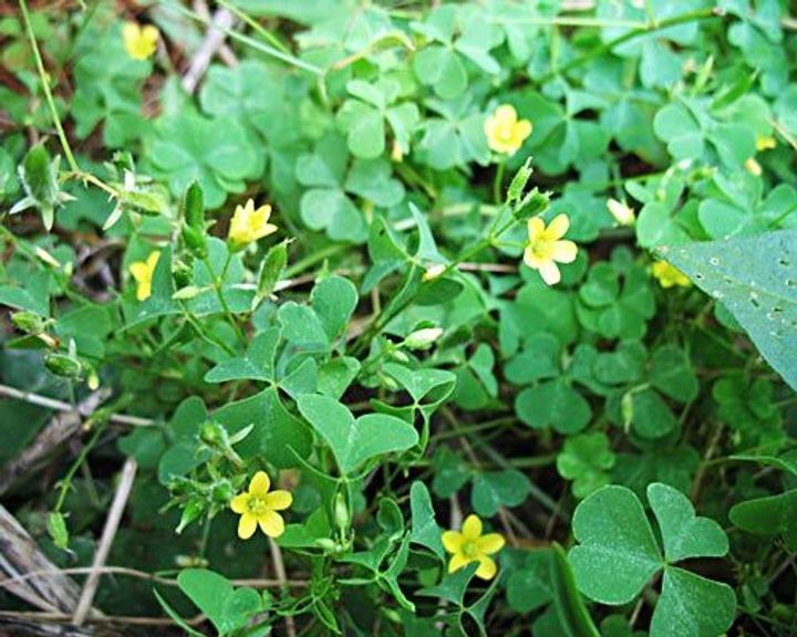 Wood Sorrel