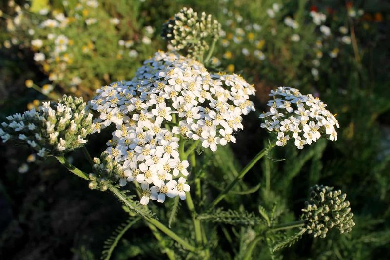 Yarrow