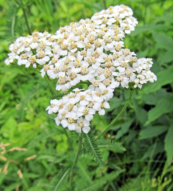 Yarrow (Achillea)