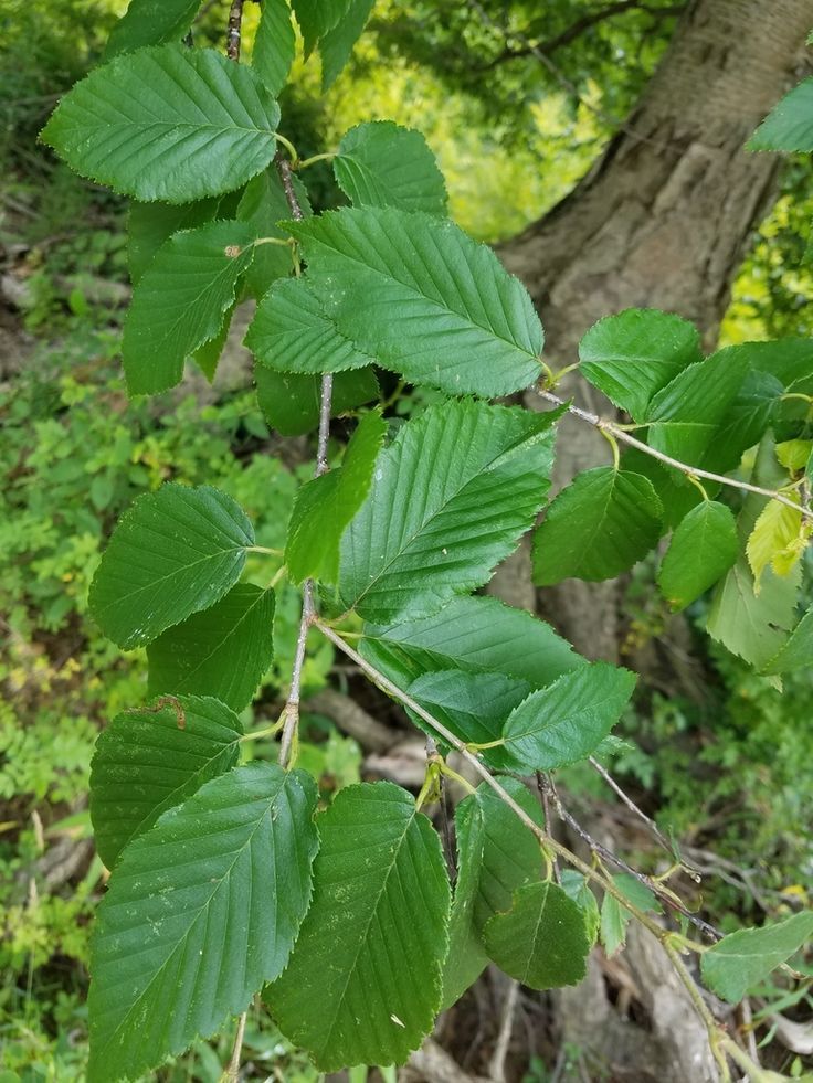 Yellow Birch