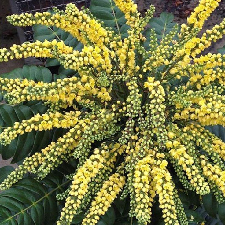 Yellow Blooms