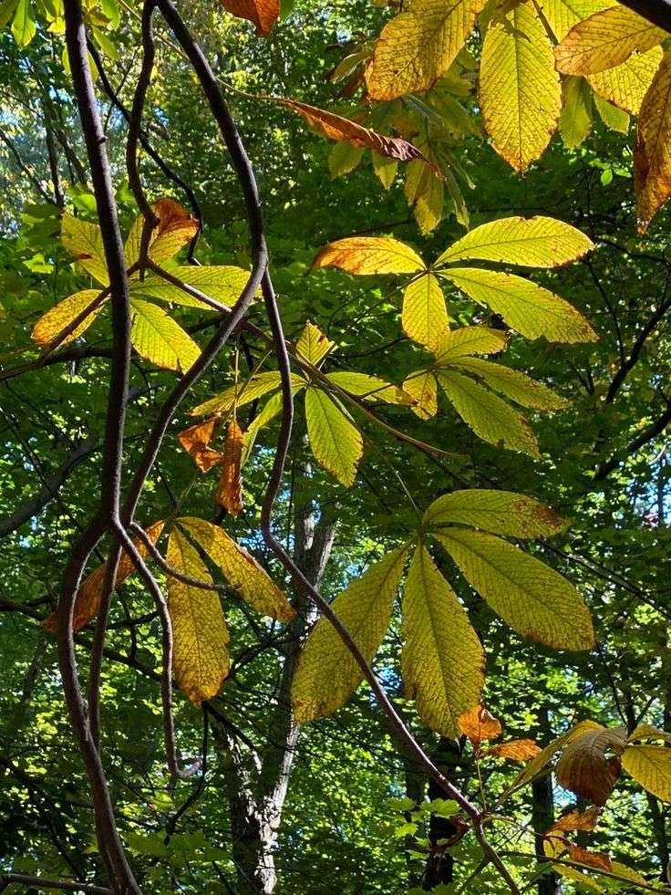 Yellow Buckeye