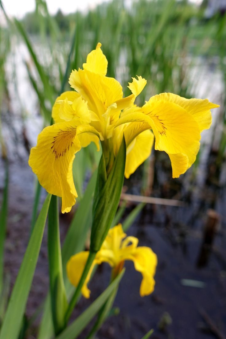 Yellow Flag Iris