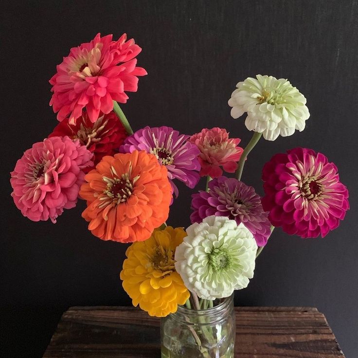 Zinnia Flowers