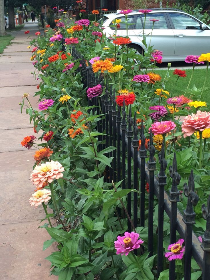 Zinnias