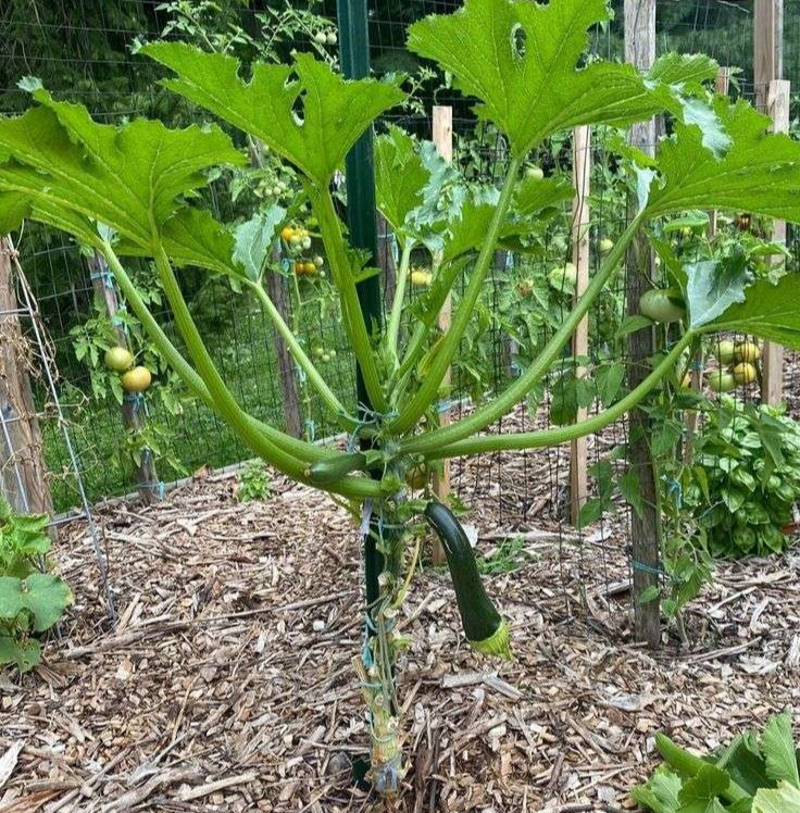 Zucchini