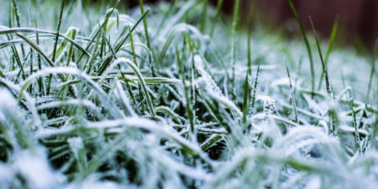 Final Lawn Mowing Tips Before Winter Hits in 2024