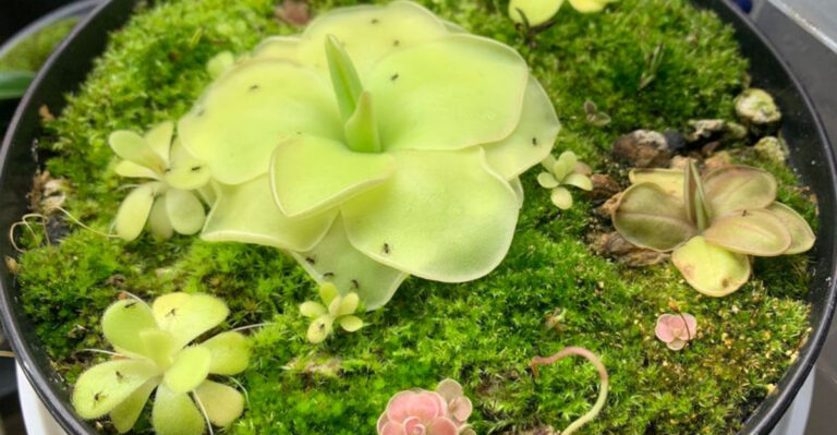 10 Carnivorous Houseplants That Bring the Jungle – and Bug Control – Into Your Home
