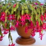 10 Essential Lighting Tips to Keep Your Christmas Cactus Thriving