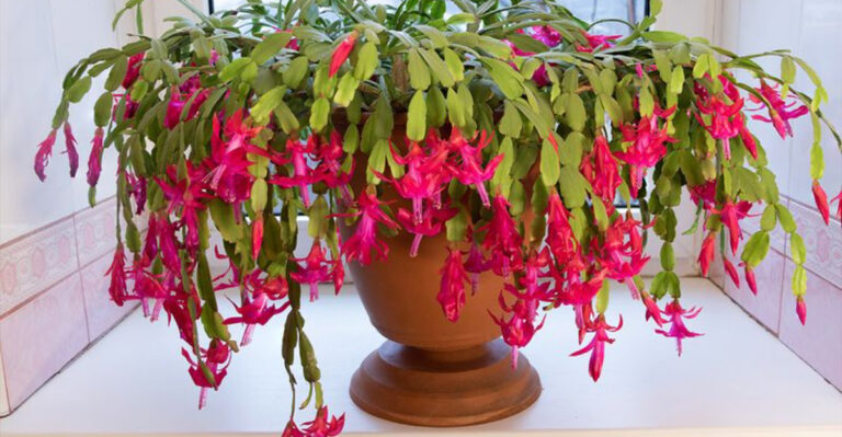10 Essential Lighting Tips to Keep Your Christmas Cactus Thriving