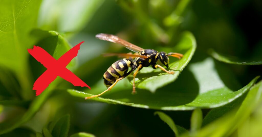 10 Garden Plants That Naturally Deter Wasps - Complete Gardening