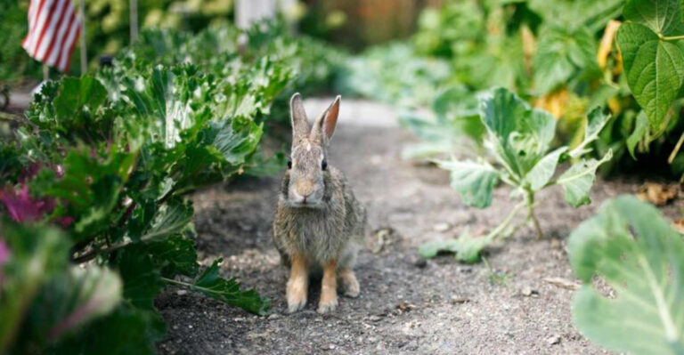 10 Humane and Effective Ways to Keep Rabbits Out of Your Garden