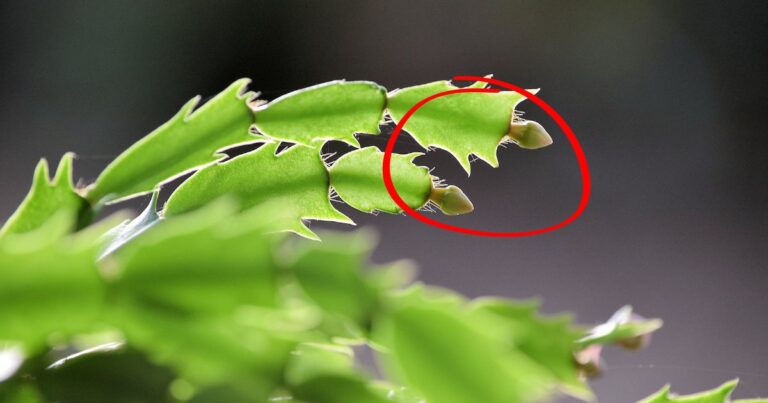 10 Possible Explanations for a Budless Christmas Cactus