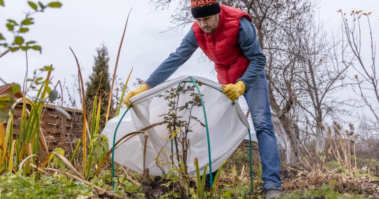 10 Smart Ways to Shield Your Plants from Frost