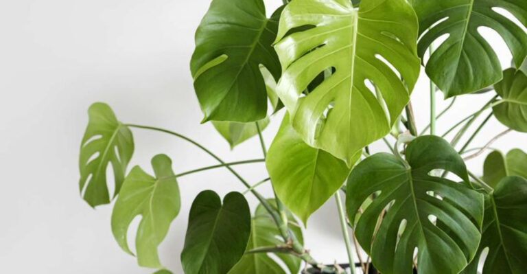 10 Trendy Houseplant Secrets the Experts Won’t Tell You