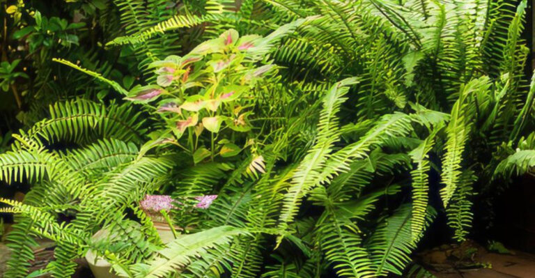 10 Tips for Growing Lush Boston Ferns Outdoors All Year Long