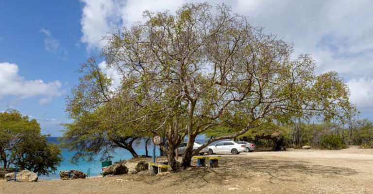 10 Wild Truths About the Most Dangerous Tree in America