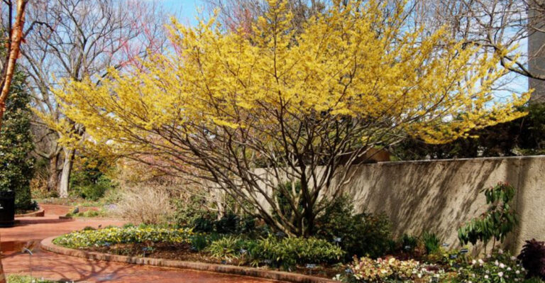 11 Witch Hazel Varieties with Spellbinding Spider-Like Blooms