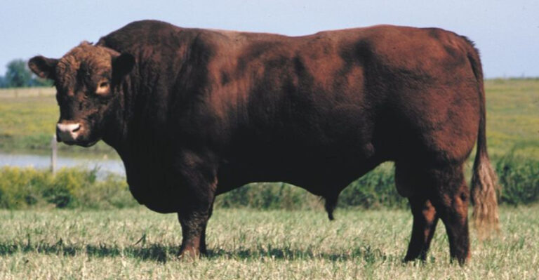 11 Farm Animals Worth More Than Luxury Cars
