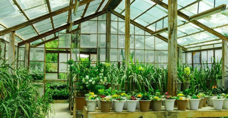 11 Top Greenhouse Tricks Smart Gardeners Swear By