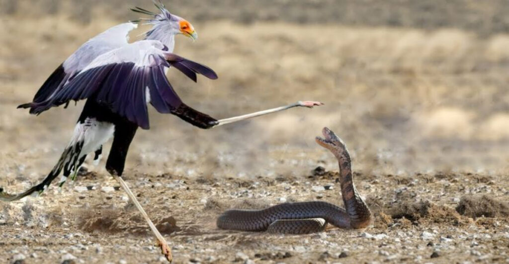 12 Fearless Animals That Confront Rattlesnakes and the Lessons They Teach Us