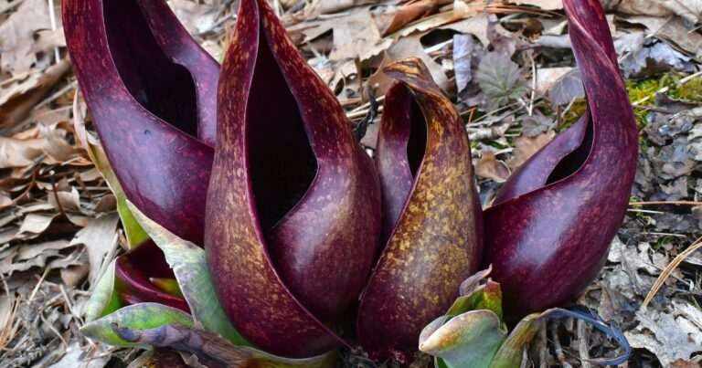 12 Flowers That Prove Not Every Bloom Is Beautiful