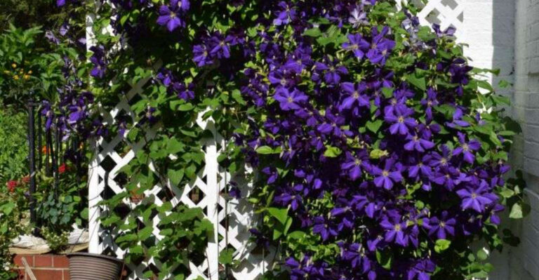 12 Must-Know Tips for Growing Gorgeous Clematis Vines